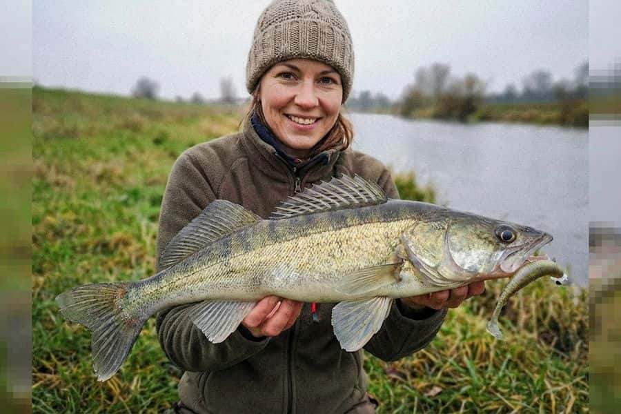 Jiggen auf Zander - Die Königsdisziplin der Gummiführung
