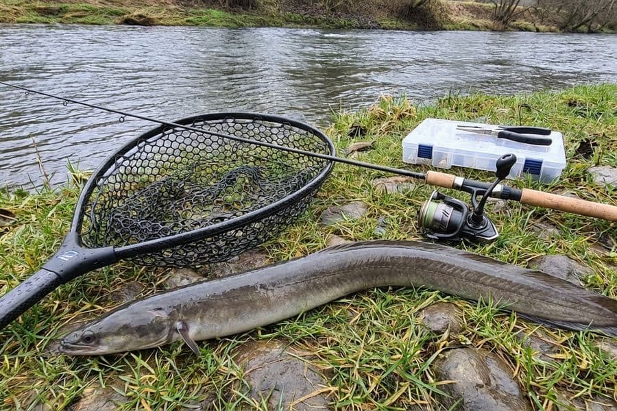 Aal im flachen Frühjahrsgewässer zwischen aufbrechenden Wasserpflanzen