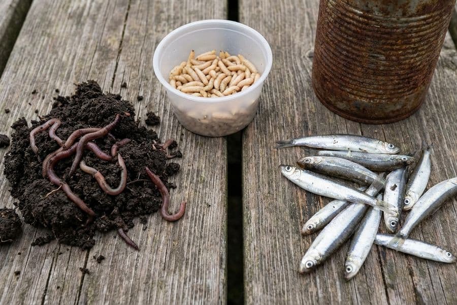 Angelköder: Natur- und Kunstköder