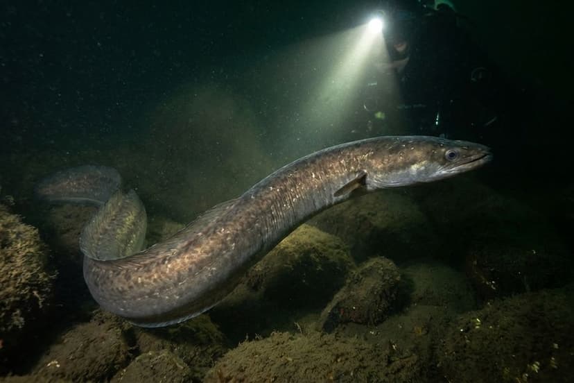 Aal wird nachts gefangen - Nachtangeln mit Kopflampe