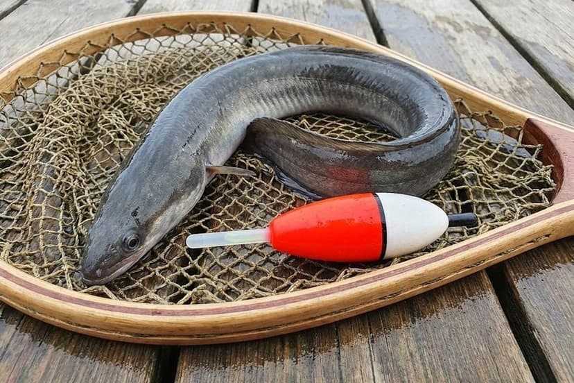 Aalangeln mit Knicklichtpose bei Nacht am See