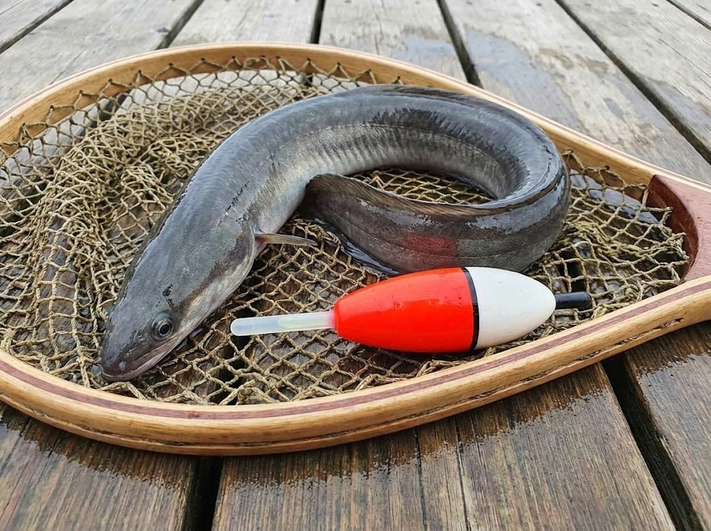Aalangeln mit Knicklichtpose bei Nacht am See