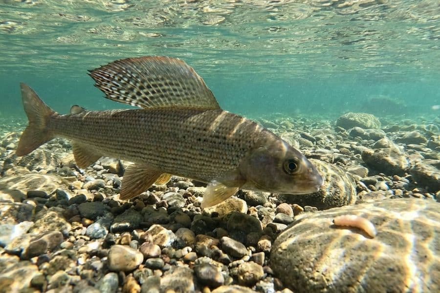 Äsche nähert sich vorsichtig einer Made im klaren Wasser