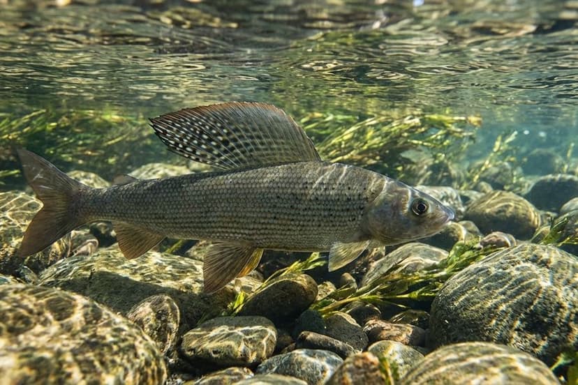 Äsche mit charakteristischer Rückenflosse in klarem Fließgewässer