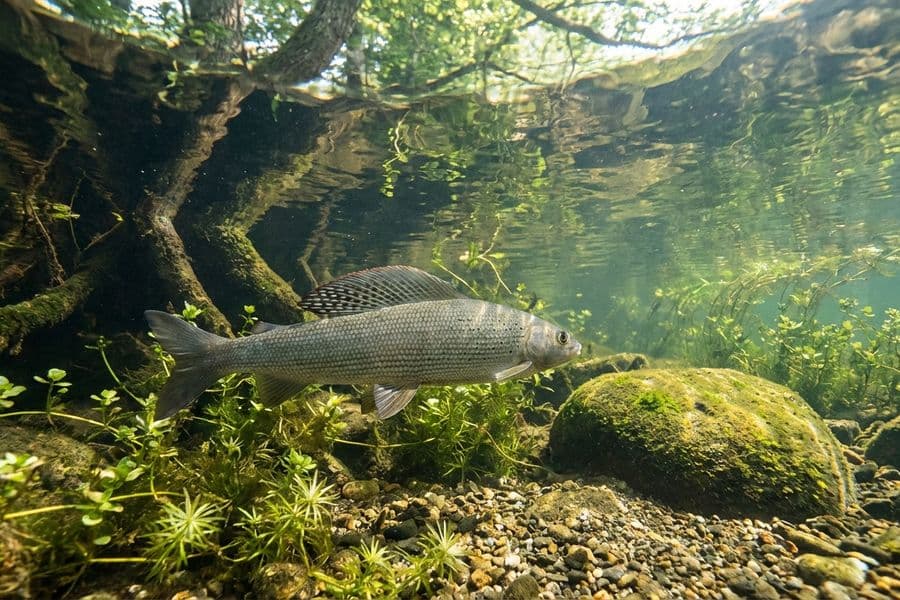 Renaturierte Äschenregion - Lebensraum und Artenschutz