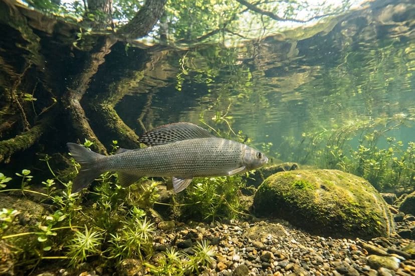 Renaturierte Äschenregion - Lebensraum und Artenschutz