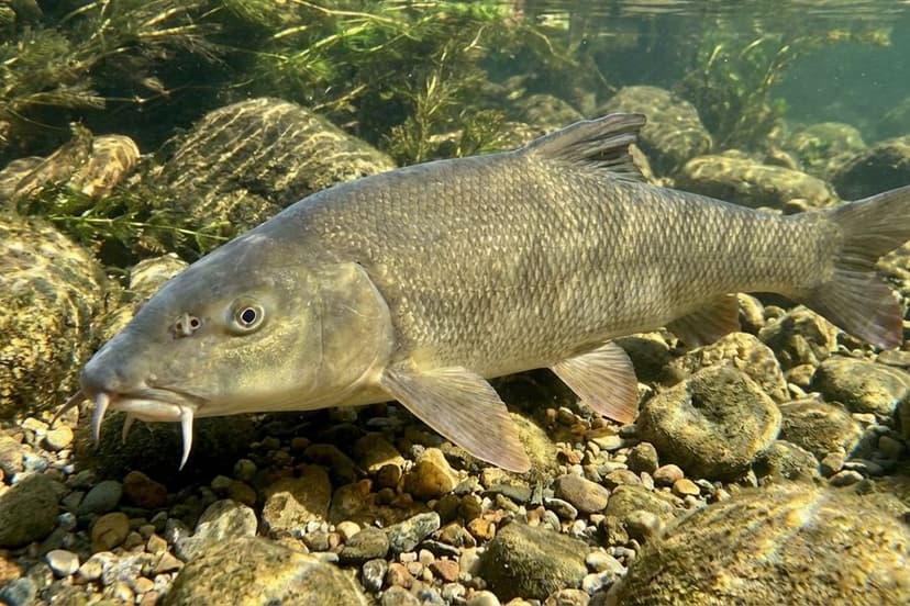 Kapitale Barbe in natürlichem Lebensraum an steinigem Flussgrund