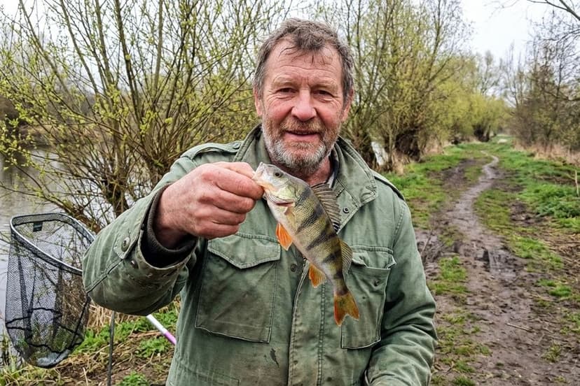 Barsch im Flachwasser während der Frühjahrs-Fressphase