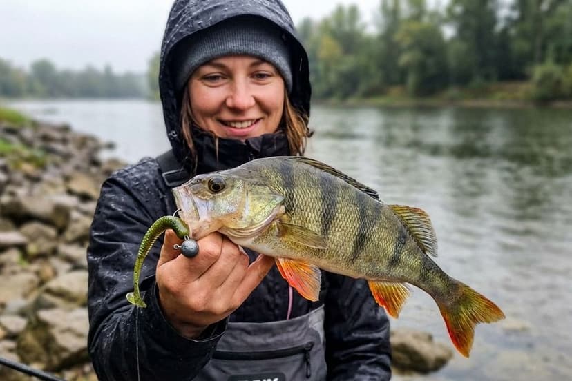 Barsch mit Gummifisch im Maul kurz vor der Landung
