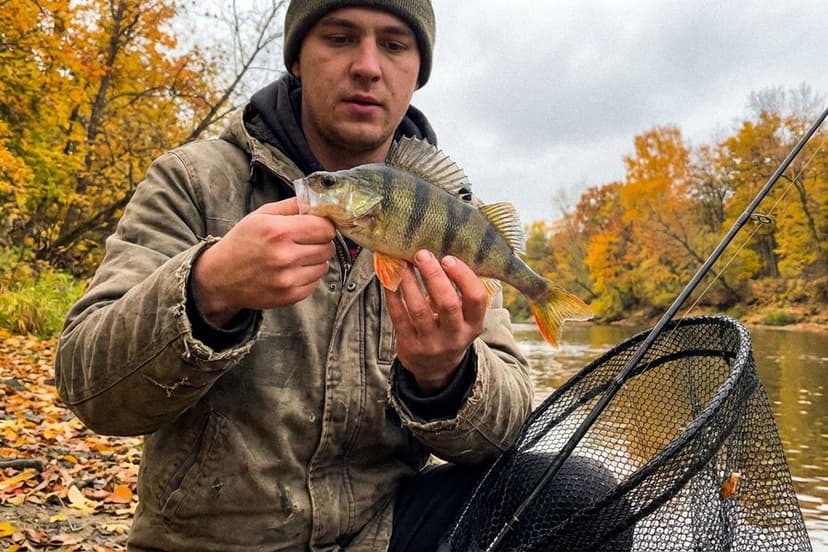 Barsch im klaren Wasser bei unterschiedlichen Jahreszeiten