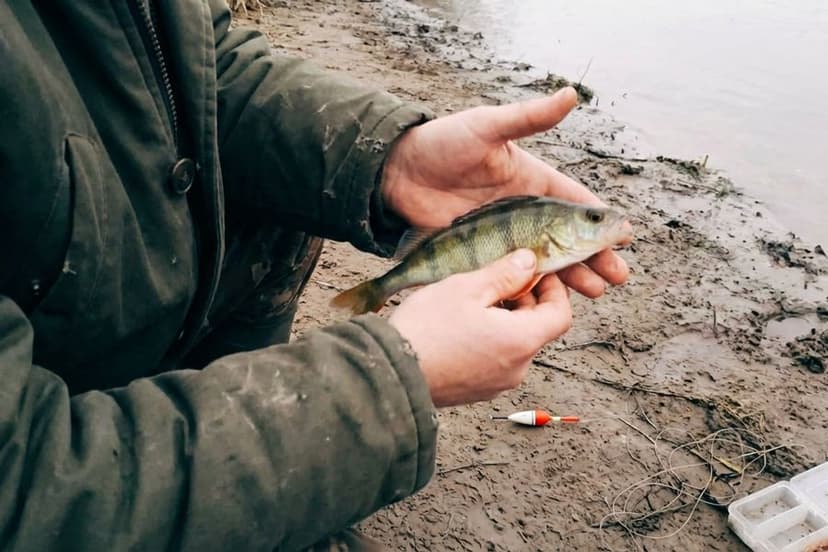 Angler am Ufer beim Posenangeln auf Barsch mit klassischer Feststellpose
