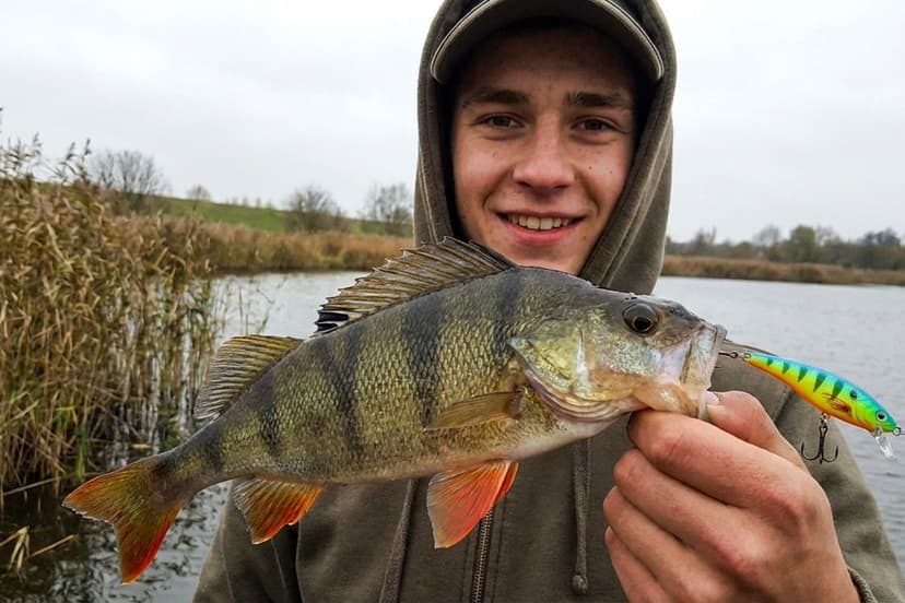 Kapitaler Barsch mit Wobbler im Maul wird über Wasser gehalten