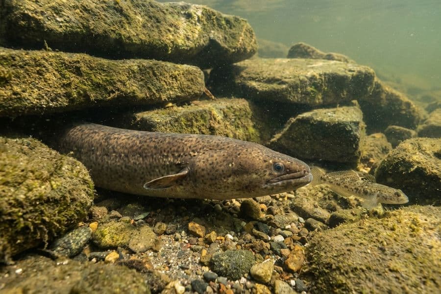 Kapitaler Breitkopfaal gefangen mit Grundel als Köderfisch