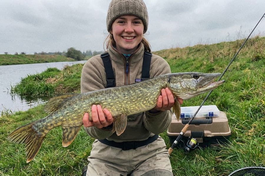 Großer Hecht wird beim Spinnfischen am Schilfrand gefangen