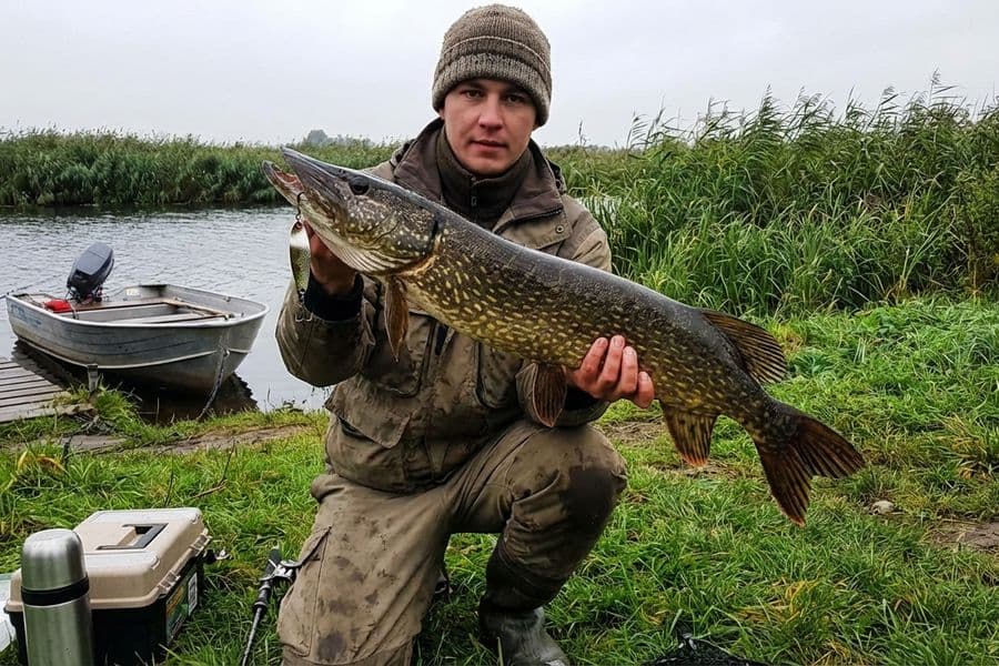 Hechtangeln mit Blinker über Krautfeld am See
