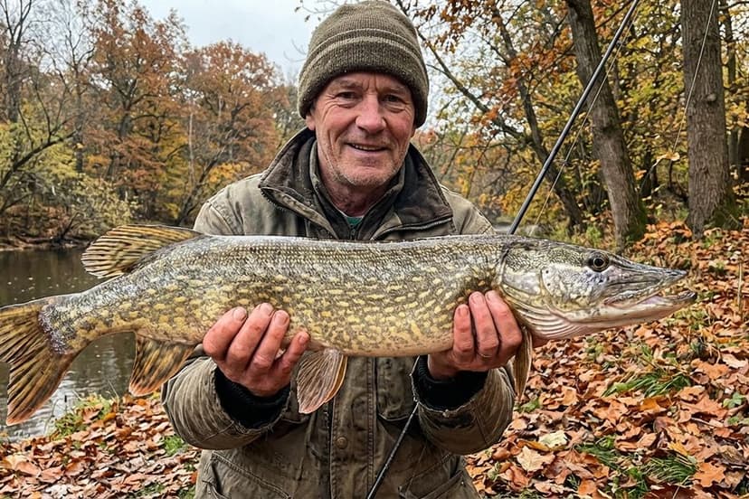 Großer Hecht im Herbst mit XXL-Gummifisch im Maul während des Fressrauschs