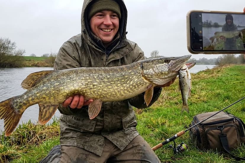 Toter Köderfisch an Zwei-Drilling-Montage mit Stahlvorfach für Hechtangeln