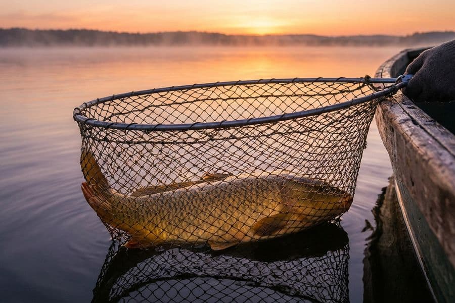 Karpfen angeln: Tipps zu Köder & Technik
