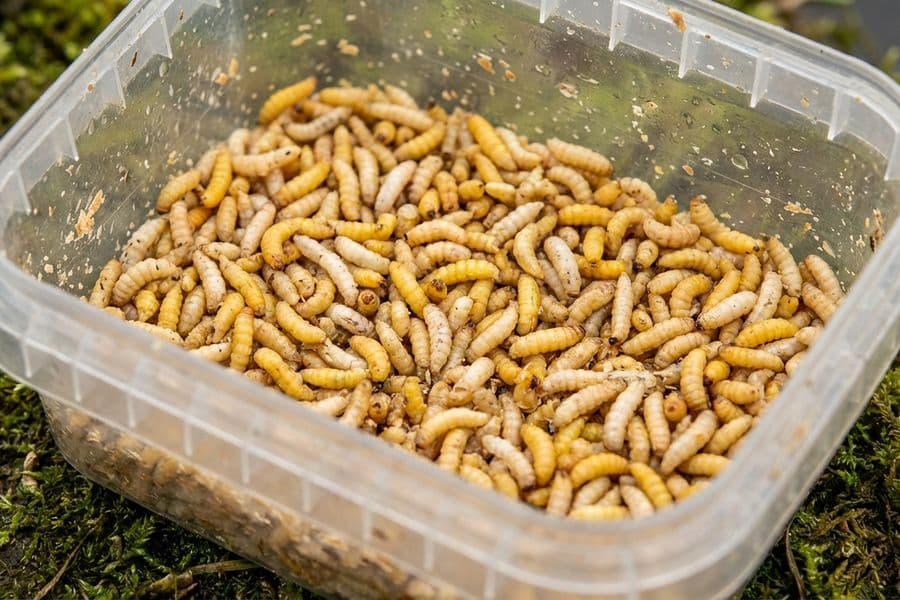 Angler am Fluss beim erfolgreichen Friedfischangeln mit Maden an der Pose