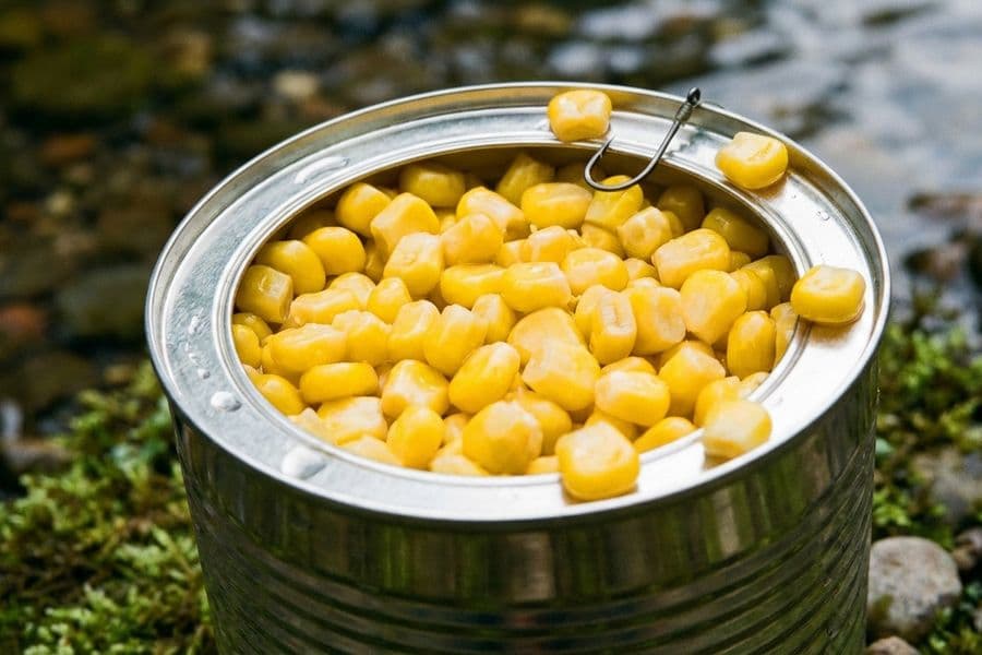 Mais als Angelköder: Der ultimative Guide für Friedfischangler