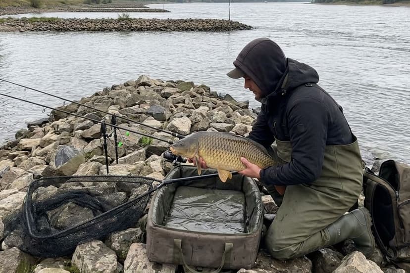 Karpfenangler an Buhne am Rhein bei Sonnenuntergang mit gespannter Rute