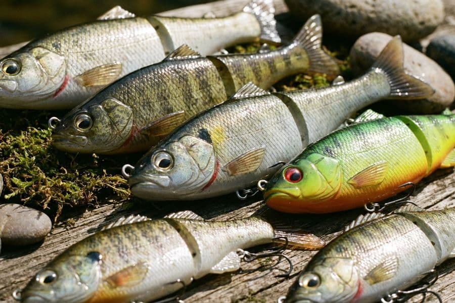 Swimbait: Der ultimative Guide für kapitale Hechte