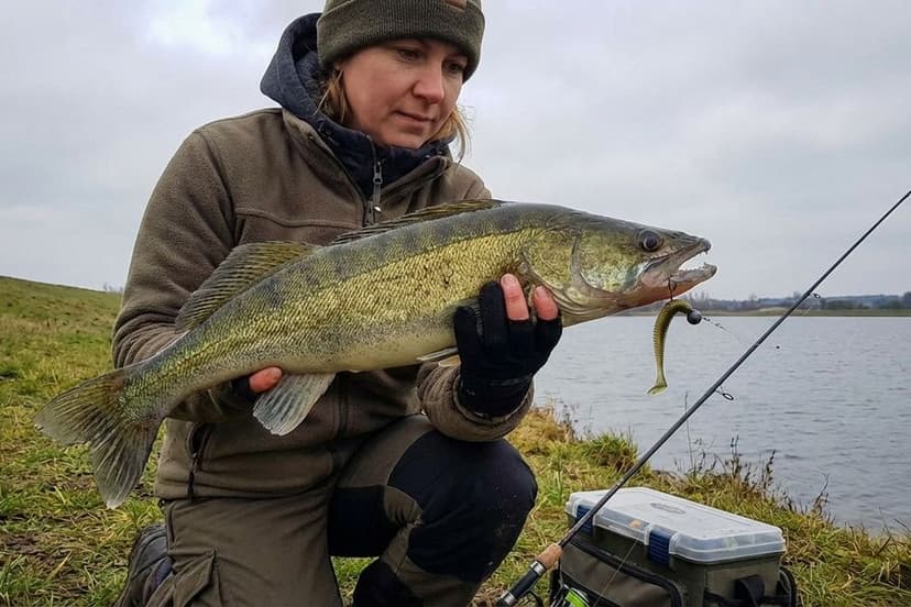 Zander Dropshot Montage mit Fluorocarbon Vorfach und Offset-Haken