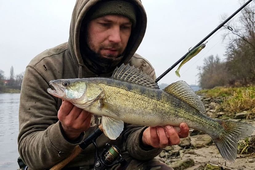 Zander im Herbst gefangen in der Dämmerung am Fluss