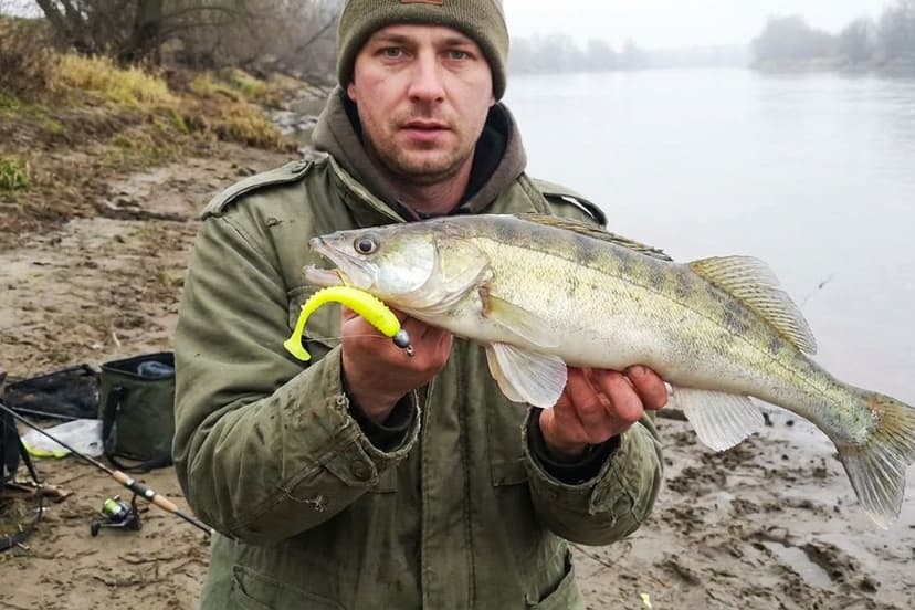 Erfolgreicher Zanderfang mit Gummifisch am Rhein