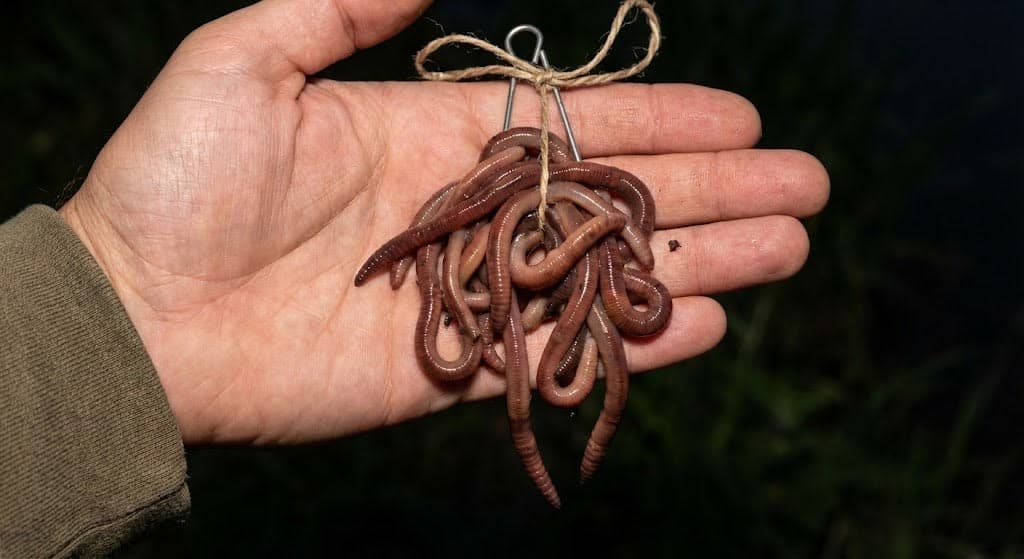 Pöddern - traditionelle Wurmbündel-Technik ohne Haken